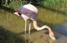 Isabela full-day from Santa Cruz with Tintoreras & Flamingos