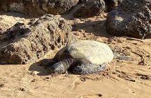 Best of Oahu Full-Day Small-Group Island Tour