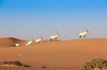 Luxury Desert Safari with Michelin-Curated Fine Dining Experience