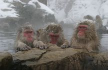 Snow Monkey Park & Miso Production Day Tour from Nagano