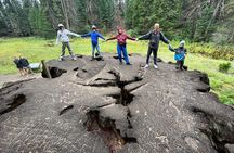 Private Day Tour to Sequoia and Kings Canyon Parks From LA
