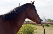 The Horse ride at the Suburbs of Fez (with lunch) 