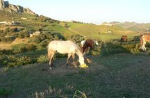 The Horse ride at the Suburbs of Fez (with lunch) 