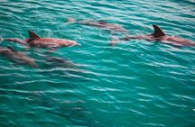 2 Hours Guided Dolphin Tour in Florida