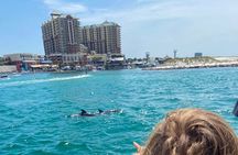 2 Hours Guided Dolphin Tour in Florida