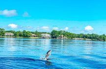 2 Hours Guided Dolphin Tour in Florida