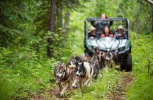Sled Dog Cart Ride with Guide