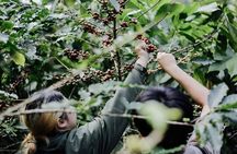 Chiangmai Coffee Farm Tour
