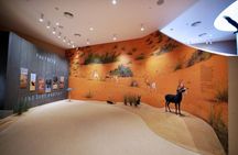 Dubai: Desert Discovery Adventure