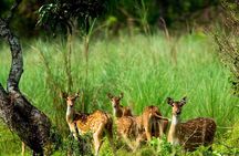 3 Days and 2 Nights Chitwan National Park Safari Tour in Pokhara