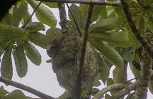Sloth watching La Fortuna 