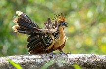 10 Day Amazon Deep Survival Trip to Amanã lake