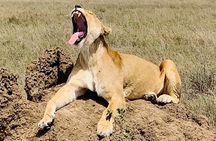 2- Days Tanzania Private (Budget) Safari