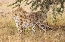 2- Days Tanzania Private (Budget) Safari