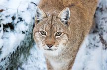 Ranua WildLife Zoo Park