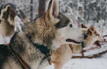 Nulkki Husky Adventure