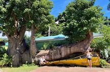 Dominica Waterfalls Chasing Experience 