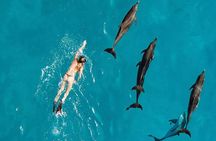 Samadai Reef - Dolphin House Snorkeling Tour at Marsa Alam