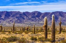 From Salta: Two Full-Day Excursions through Cafayate and Cachi