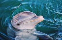 Guided Jet Ski Dolphin Tour - Destin, Florida
