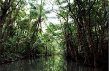 Dominica: Indian River Discovery & Beach stop.
