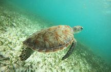 Experience Guided Snorkeling in Costa Maya