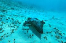 Experience Guided Snorkeling in Costa Maya