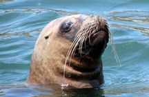 Swimming with Sea Lions in Islas Palomino Lima