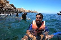 Swimming with Sea Lions in Islas Palomino Lima
