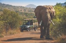 3-Hour Private Game Drive in Pilanesberg National Park