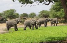 Private 5 Day Tanzania Safari Adventure Tour from Arusha