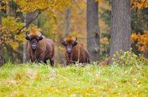 Private Full Day Bison Safari Tour in Bialowieza National Park