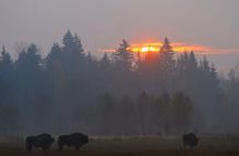 Private Full Day Bison Safari Tour in Bialowieza National Park