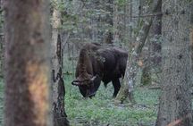 Private Full Day Bison Safari Tour in Bialowieza National Park