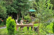 Guided Scenic Alpaca Trekking Experience Northern Ireland