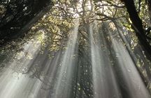 Anaga Mountains and Enchanted Forest, Tenerife Hiking Tour
