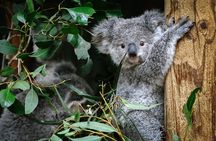 Private Blue Mountains Day Tour | Waterfalls, Koalas & Views 