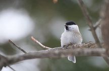 3 hours Snowshoe hike to "Furepe fall" and Wildlife Watching 