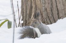 3 hours Snowshoe hike to "Furepe fall" and Wildlife Watching 