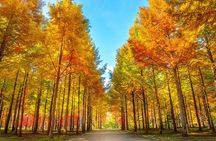 Nami Island & Petite France with Italian Village One-Day Tour 