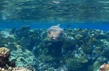 5H Red Sea Private Scuba Diving Adventure in Sharm El Sheikh