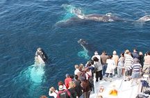 Whale Watching at Samaná Bay & Bacardi Island Beach