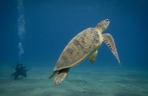 Marsa Mubarak Snorkeling with Dugongs & Turtles From Marsa Alam