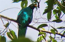 Mindo Cloud Forest Private Tour: Birdwatching, Birds & Nature