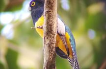 Hiking and birdwatching Nosara 