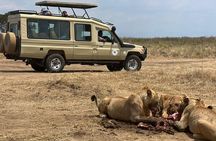 Arusha Tanzania 5 Day Safari Adventure