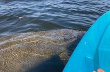 2.5 Hour Kayaking with Manatee and History Tour in Tarpon Springs