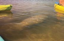 2.5 Hour Kayaking with Manatee and History Tour in Tarpon Springs
