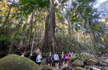 Glow-worms, Waterfalls & Rainforest Experience