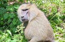 3-Days Arusha National Park-Tarangire park - Ngorongoro Crater